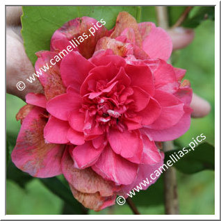 Camellia Japonica 'Betty Robinson '