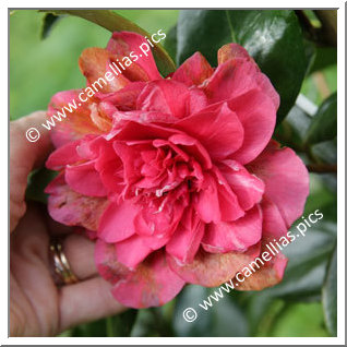 Camellia Japonica 'Betty Robinson '