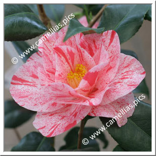 Camellia Japonica 'Betty Foy Sanders'