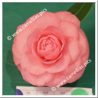 Camellia Japonica 'Betty Sette'