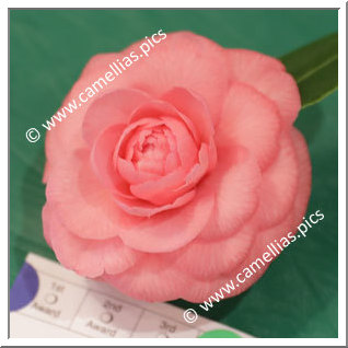 Camellia Japonica 'Betty Sette'