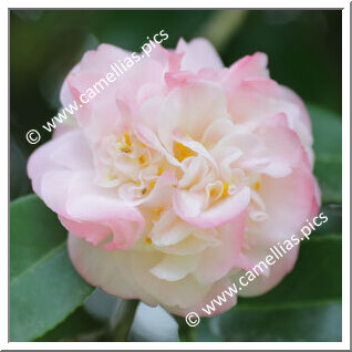 Camellia Japonica 'Betty Sheffield'