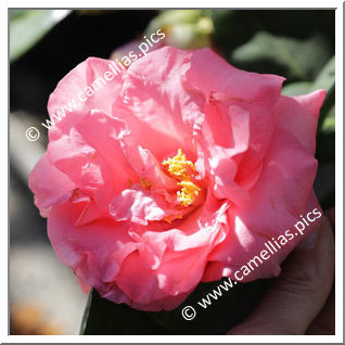 Camellia Japonica 'Betty Sheffield Coral'