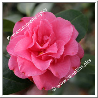 Camellia Japonica 'Betty Sheffield Pink'