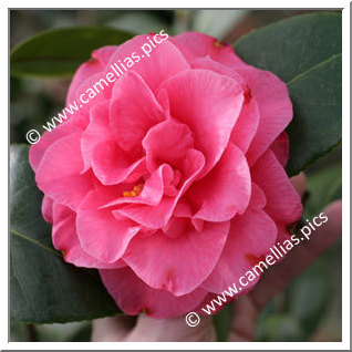 Camellia Japonica 'Betty Sheffield Pink'