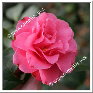 Camellia Japonica 'Betty Sheffield Pink'