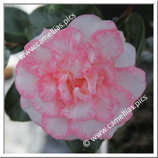 Camellia Japonica 'Betty's Beauty'