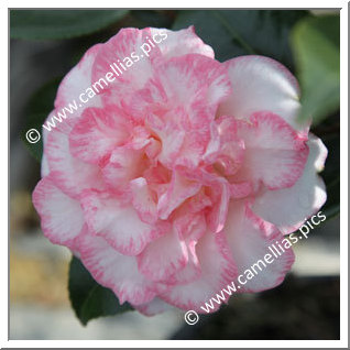 Camellia Japonica 'Betty's Beauty'