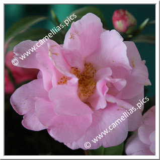 Camellia Hybrid C.x williamsii 'Beverly L. Baylies'