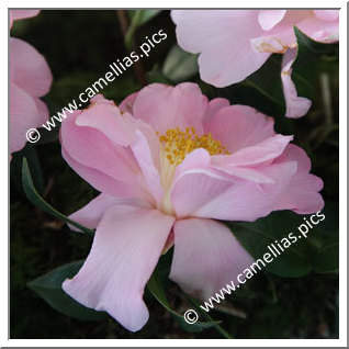 Camellia Hybrid C.x williamsii 'Beverly L. Baylies'