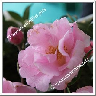 Camellia Hybride C.x williamsii 'Beverly L. Baylies'