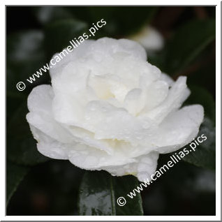 Camellia Sasanqua 'F.L.M. Bianco Natale'