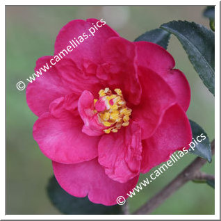 Camellia Sasanqua 'Biarnes'