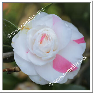 Camellia Japonica 'Bice Rosazza'