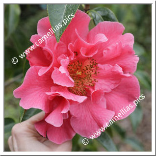 Camellia Reticulata 'Big Dipper'