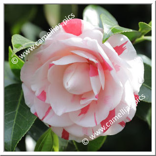 Camellia Japonica 'Biho'