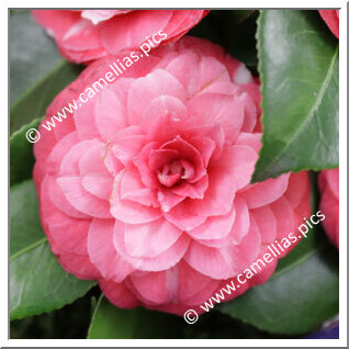 Camellia Japonica 'Bijou di Firenze'