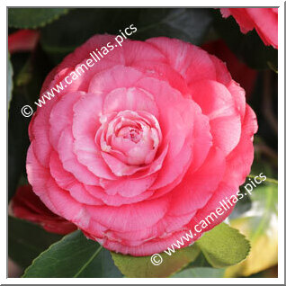 Camellia Japonica 'Bijou di Firenze'