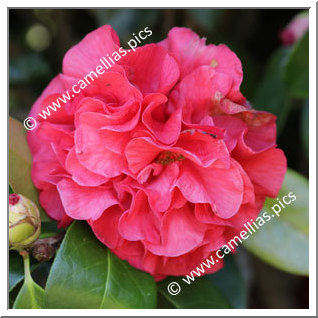 Camellia Hybride C.reticulata 'Bill Woodroof'