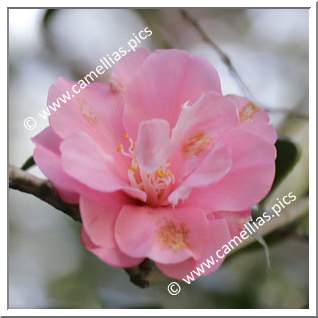 Camellia Japonica 'Billie McCaskill'