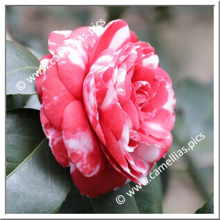 Camellia Japonica 'Bisi'