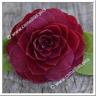 Camellia Hybride C.reticulata 'Black Lace'
