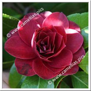 Camellia Hybride C.reticulata 'Black Lace'