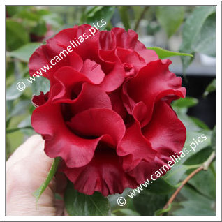 Camellia Japonica 'Black Magic'