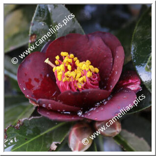 Camellia Hybrid 'Black Opal '