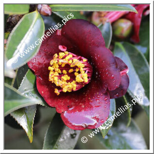 Camellia Hybride 'Black Opal '