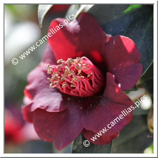 Camellia Hybrid 'Black Opal '