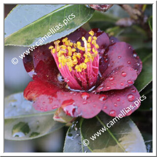 Camellia Hybrid 'Black Opal '