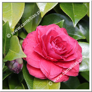 Camellia Japonica 'Black Tie'