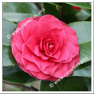 Camellia Japonica 'Black Tie'