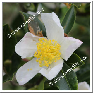 Camellia Sasanqua 'Blanchette'