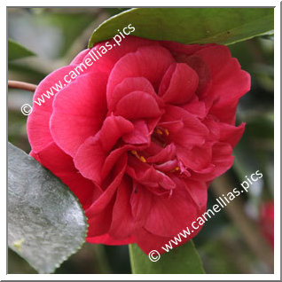 Camellia Japonica 'Blaze of Glory'