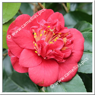 Camellia Japonica 'Bleunienn an Trev'