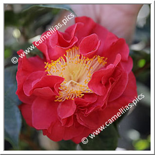 Camellia Japonica 'Blood of China'