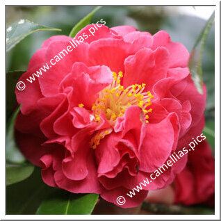 Camellia Japonica 'Blood of China'