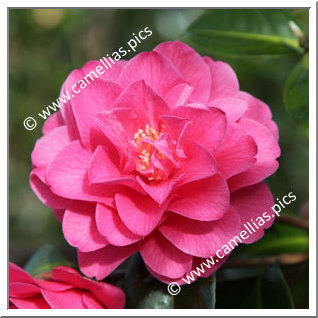 Camellia Hybrid C.x williamsii 'Blue Danube'