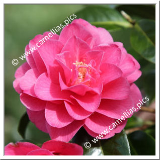 Camellia Hybrid C.x williamsii 'Blue Danube'