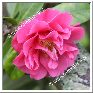 Camellia Hybrid C.x williamsii 'Blue Danube'