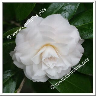 Camellia Japonica 'Blush Plena'