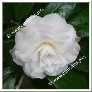 'Blush Plena'