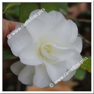 Camellia Japonica 'Blush Purity'