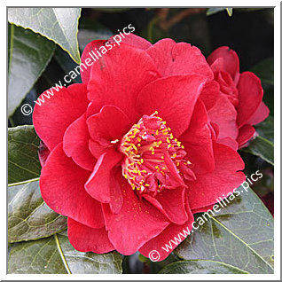 Camellia Japonica 'Bob Hope'