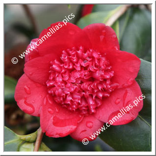Camellia Japonica 'Bob's Tinsie'