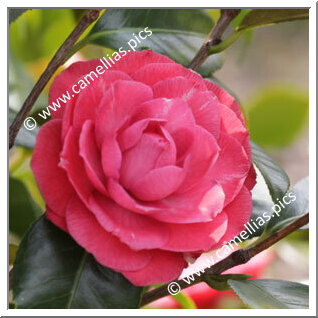 Camellia Japonica 'Bogliasco'