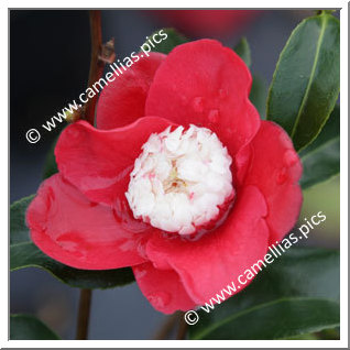 Camellia Japonica 'Bokuhan'