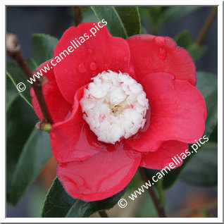Camellia Japonica 'Bokuhan'